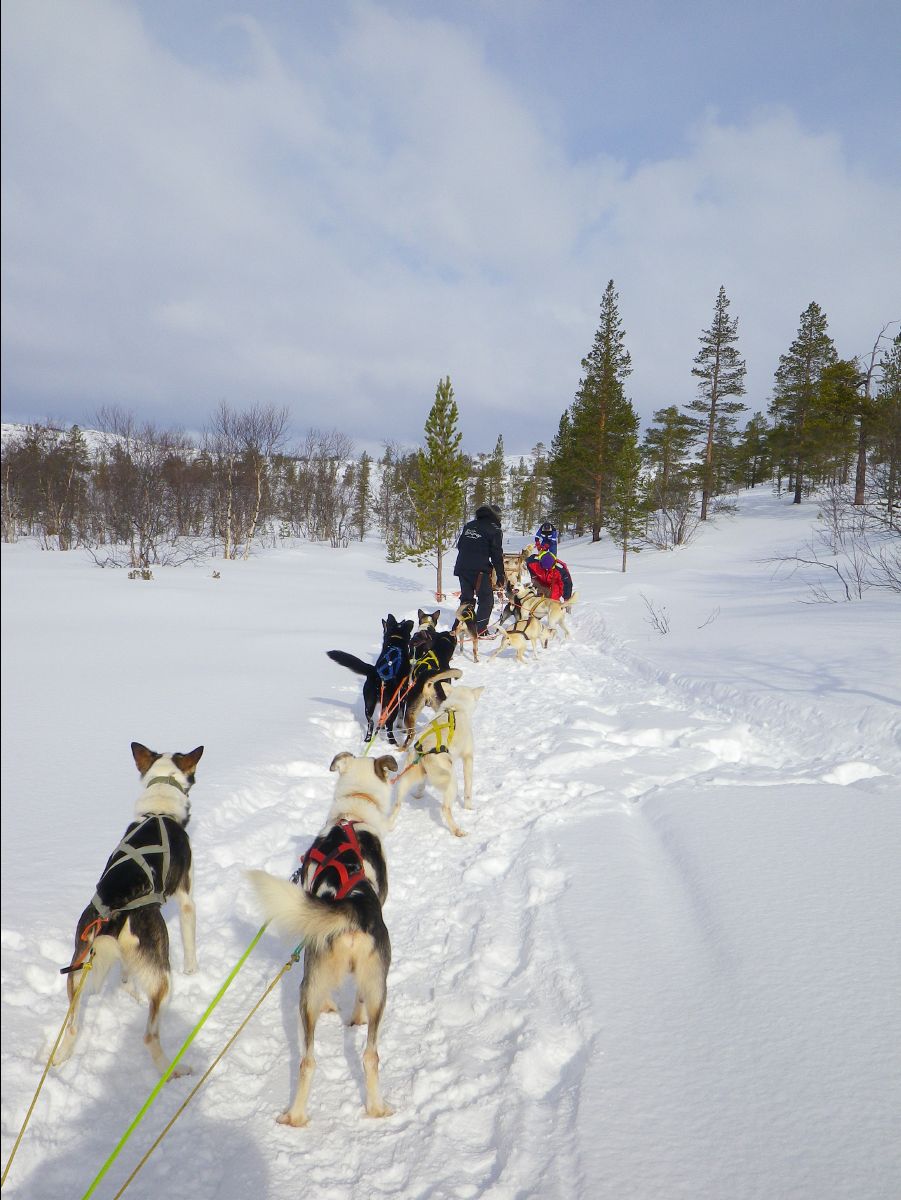Dogs sledge54